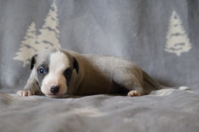 Les chiots de Whippet