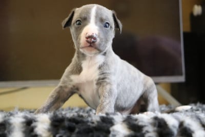 Les chiots de Whippet