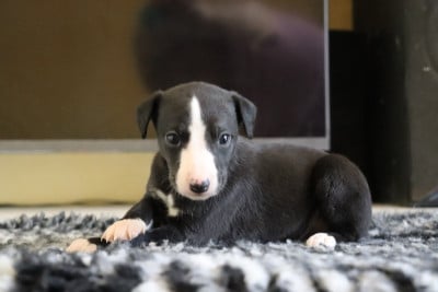 Les chiots de Whippet