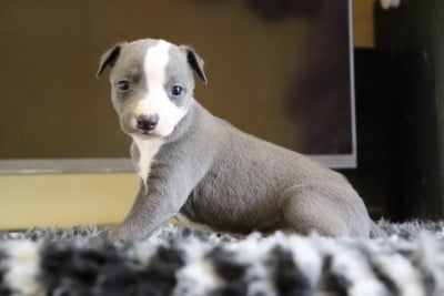 Les chiots de Whippet