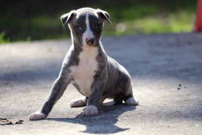 Les chiots de Whippet