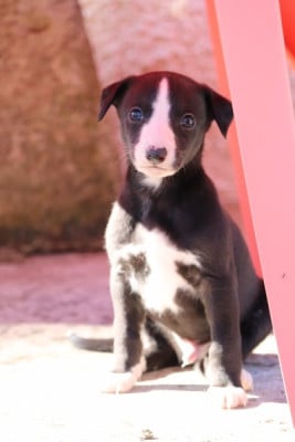 Les chiots de Whippet