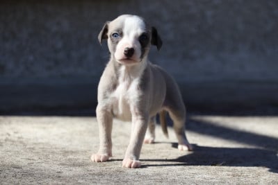 Les chiots de Whippet