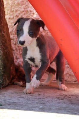 Les chiots de Whippet