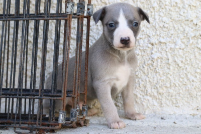 Les chiots de Whippet