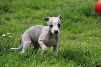 Les chiots de Whippet