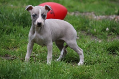 Les chiots de Whippet