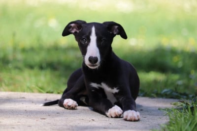 Les chiots de Whippet