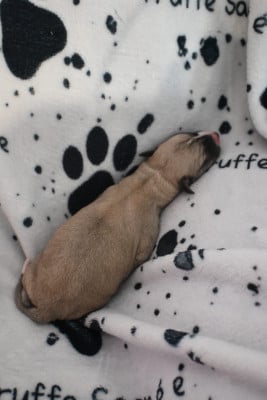 Les chiots de Whippet