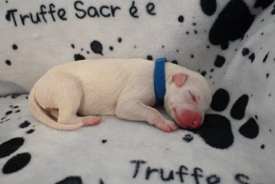 Les chiots de Whippet