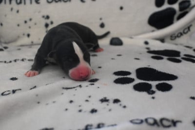 Les chiots de Whippet