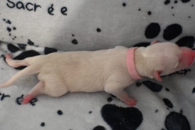 Les chiots de Whippet