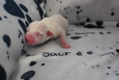 Les chiots de Whippet