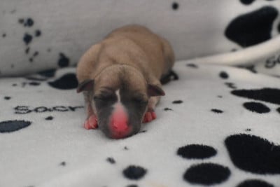 Les chiots de Whippet