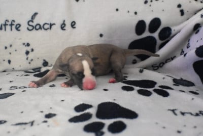 Les chiots de Whippet