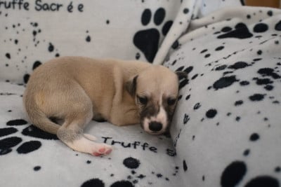 Les chiots de Whippet