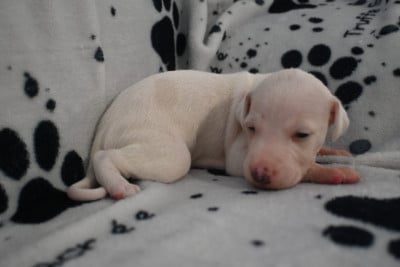 Les chiots de Whippet