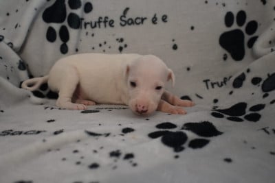 Les chiots de Whippet