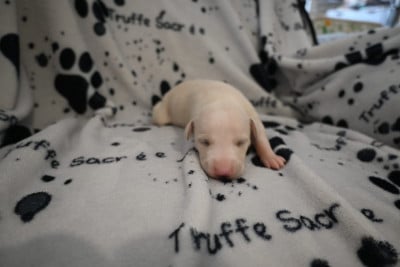 Les chiots de Whippet