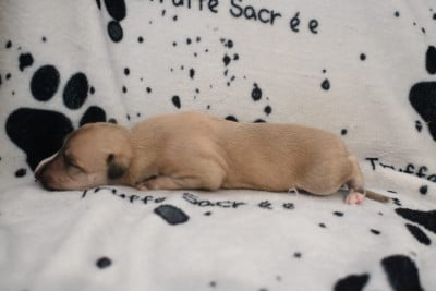 Les chiots de Whippet