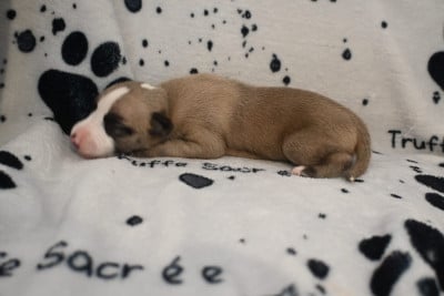 Les chiots de Whippet