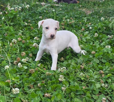 Les chiots de Whippet