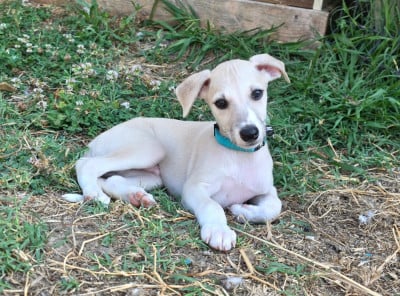 Les chiots de Whippet