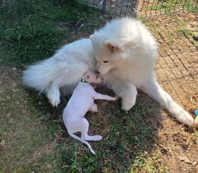 Les chiots de Whippet