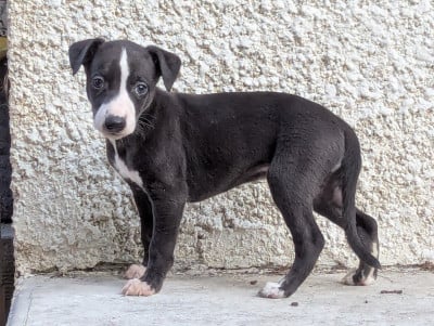 Les chiots de Whippet