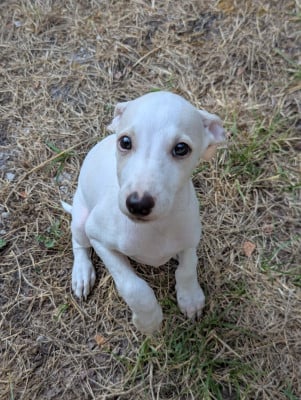Les chiots de Whippet