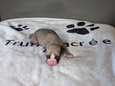 Les chiots de Whippet
