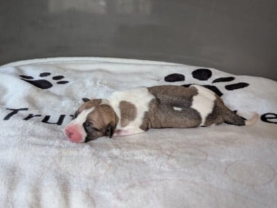 Les chiots de Whippet