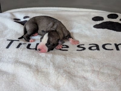 Les chiots de Whippet