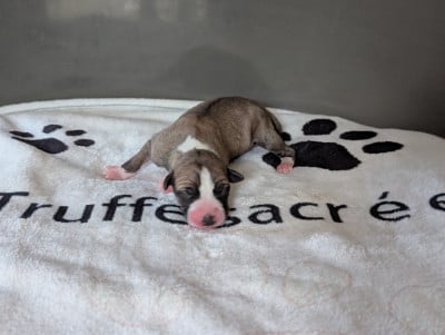 Les chiots de Whippet