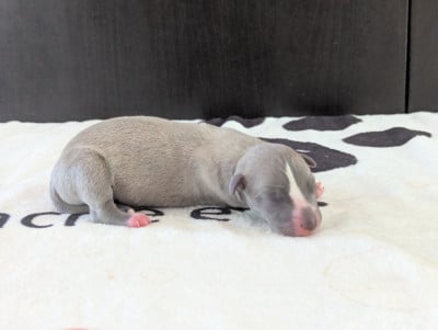Whippet
