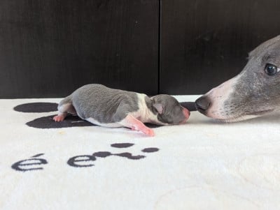 Baguette - Whippet