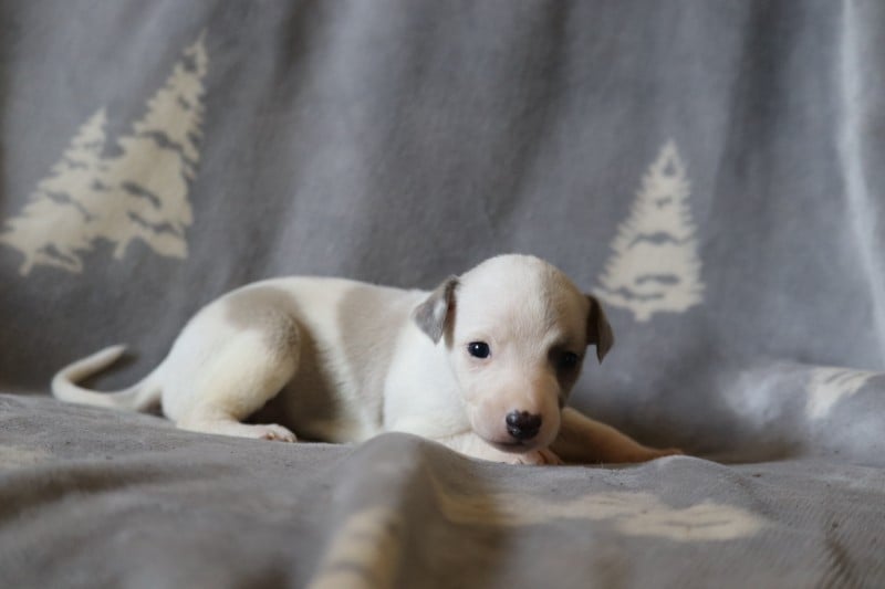 Whippet - De La Truffe Sacrée