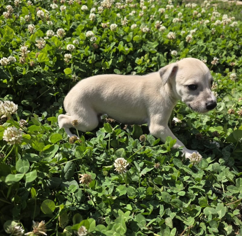 Whippet - De La Truffe Sacrée