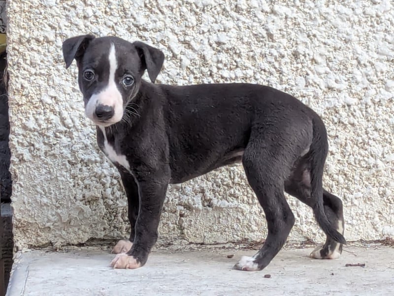 Whippet - De La Truffe Sacrée