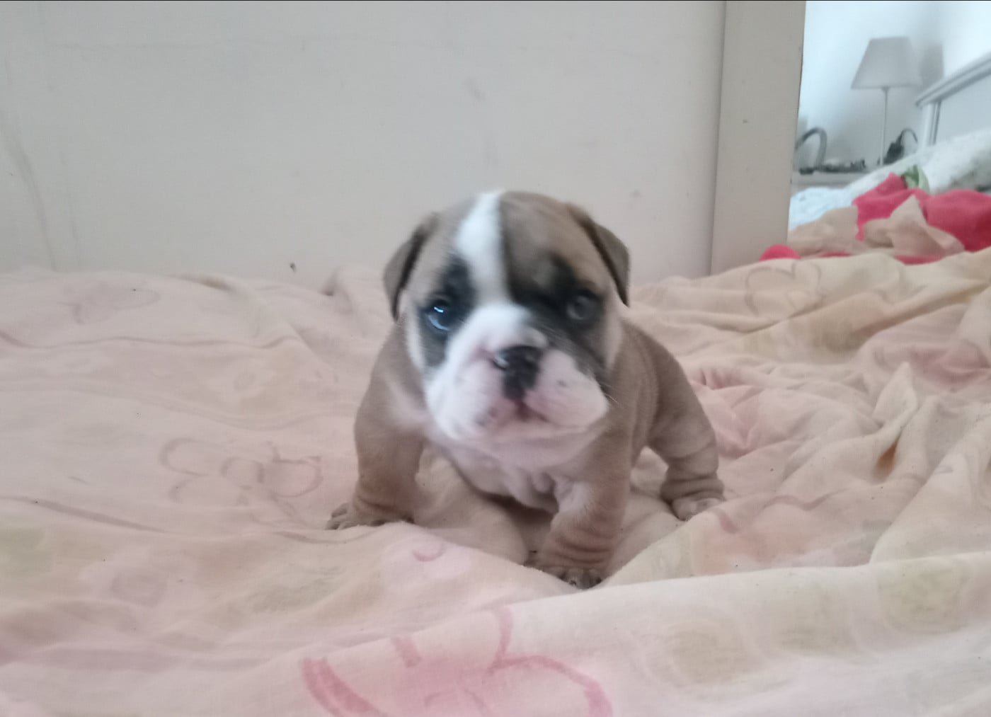 Bogosse - Bulldog Anglais