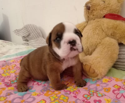 Les chiots de Bulldog Anglais