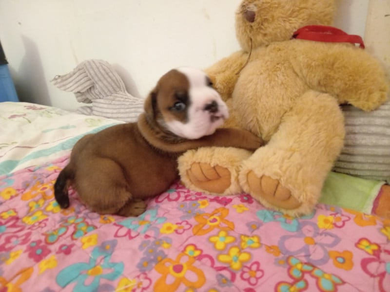 Bulldog Anglais - Opalys Bulls