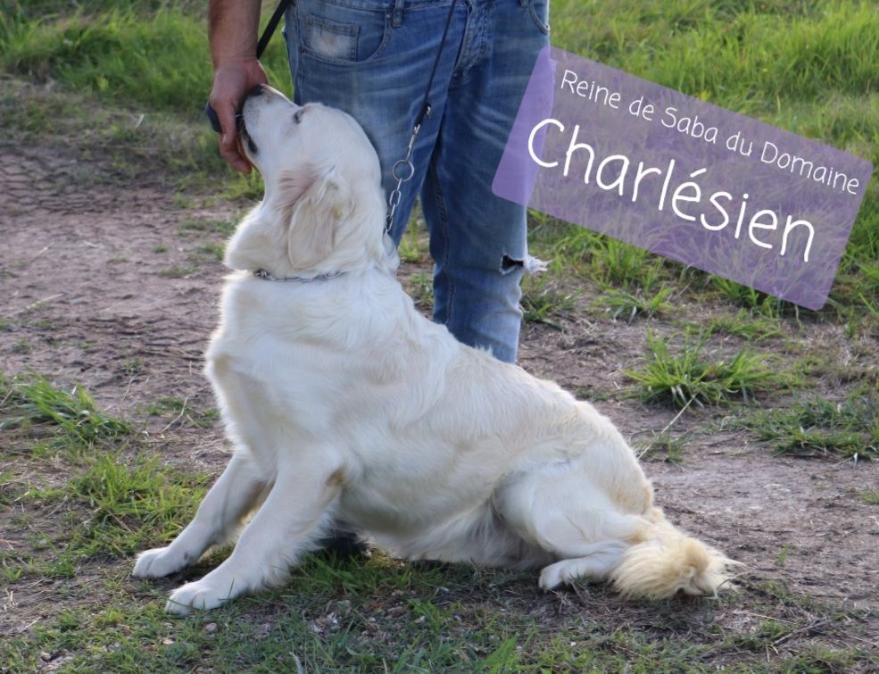 Reine de saba Du Domaine Charlésien