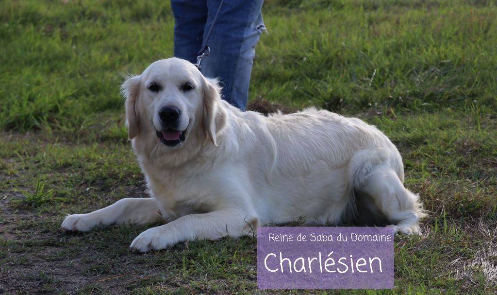 Reine de saba Du Domaine Charlésien