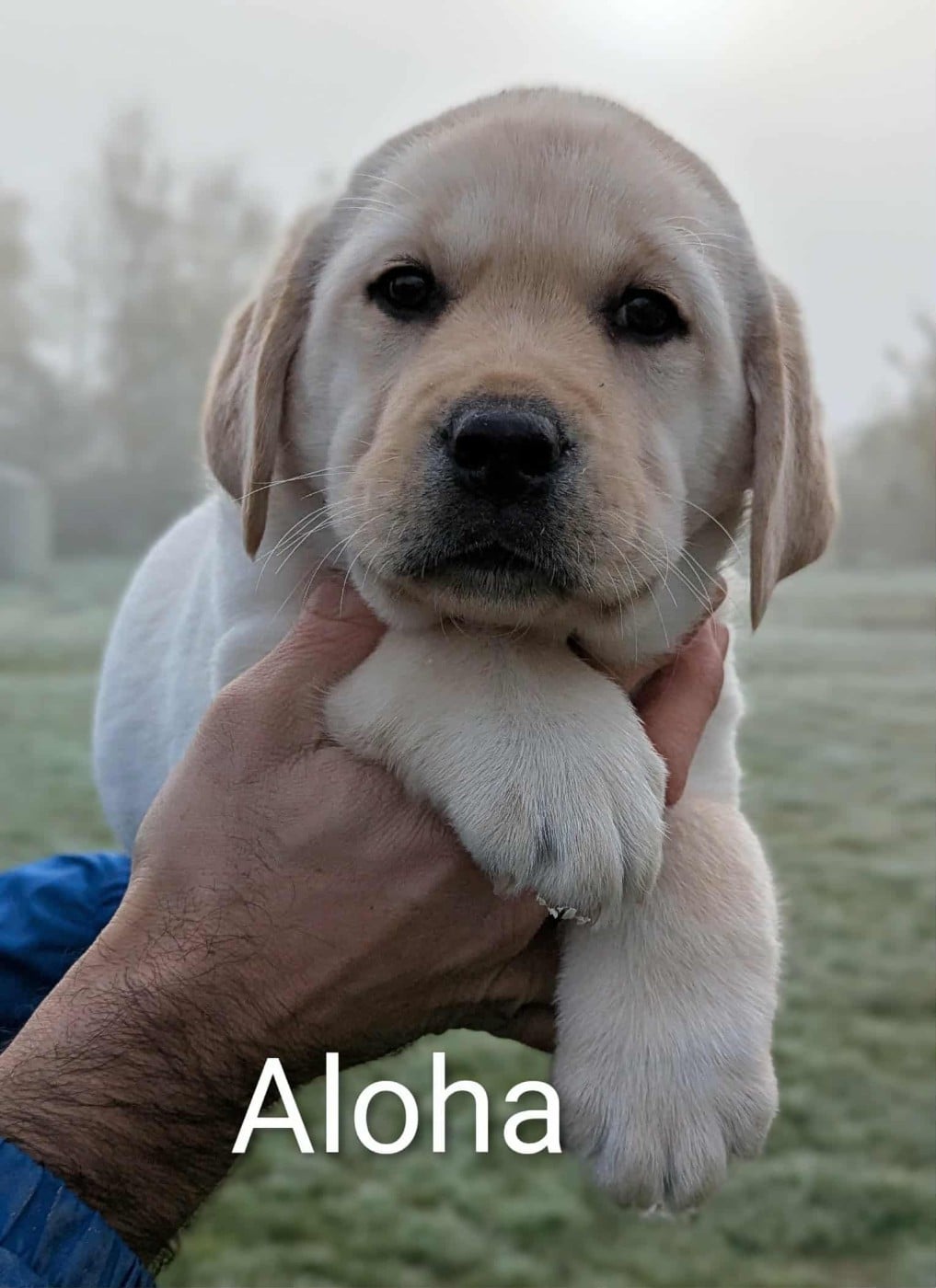 Aloha du Domaine Charlésien