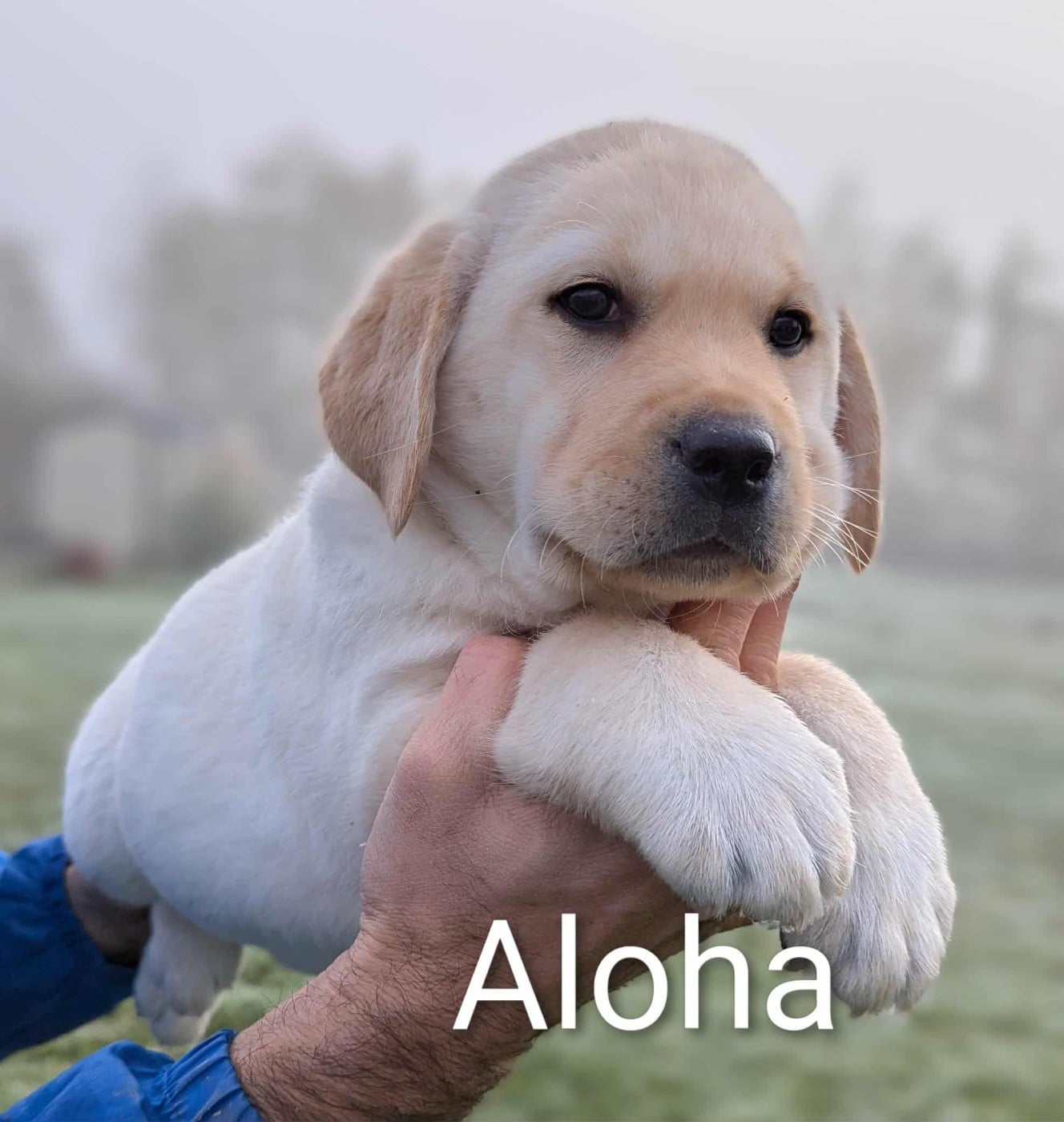 Aloha du Domaine Charlésien