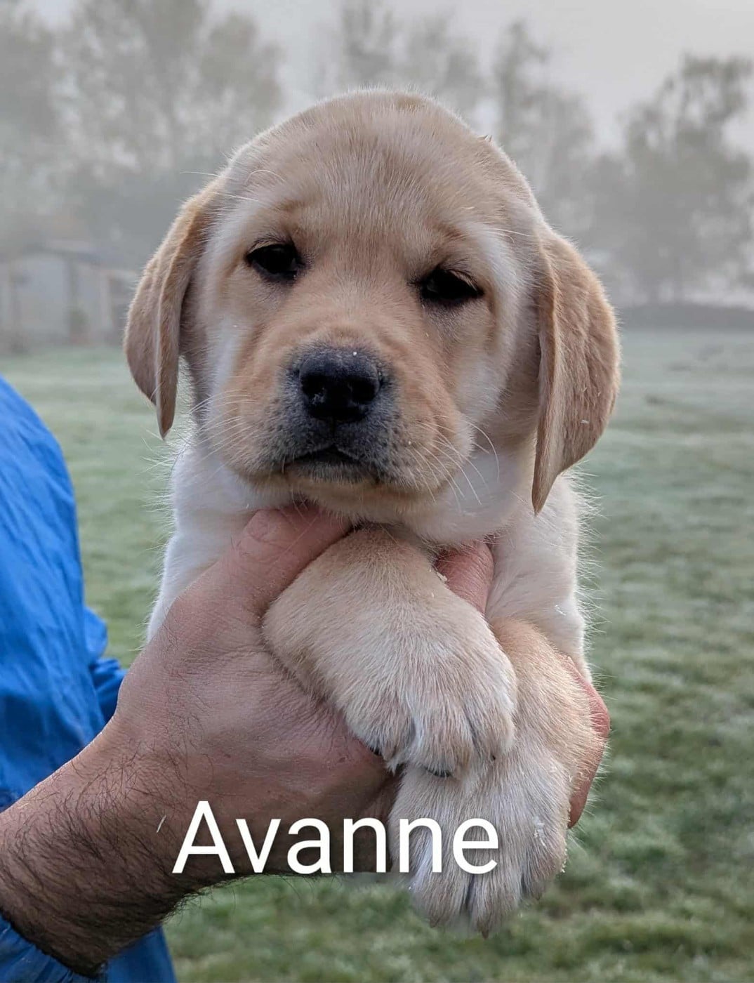 Avanne du Domaine Charlésien