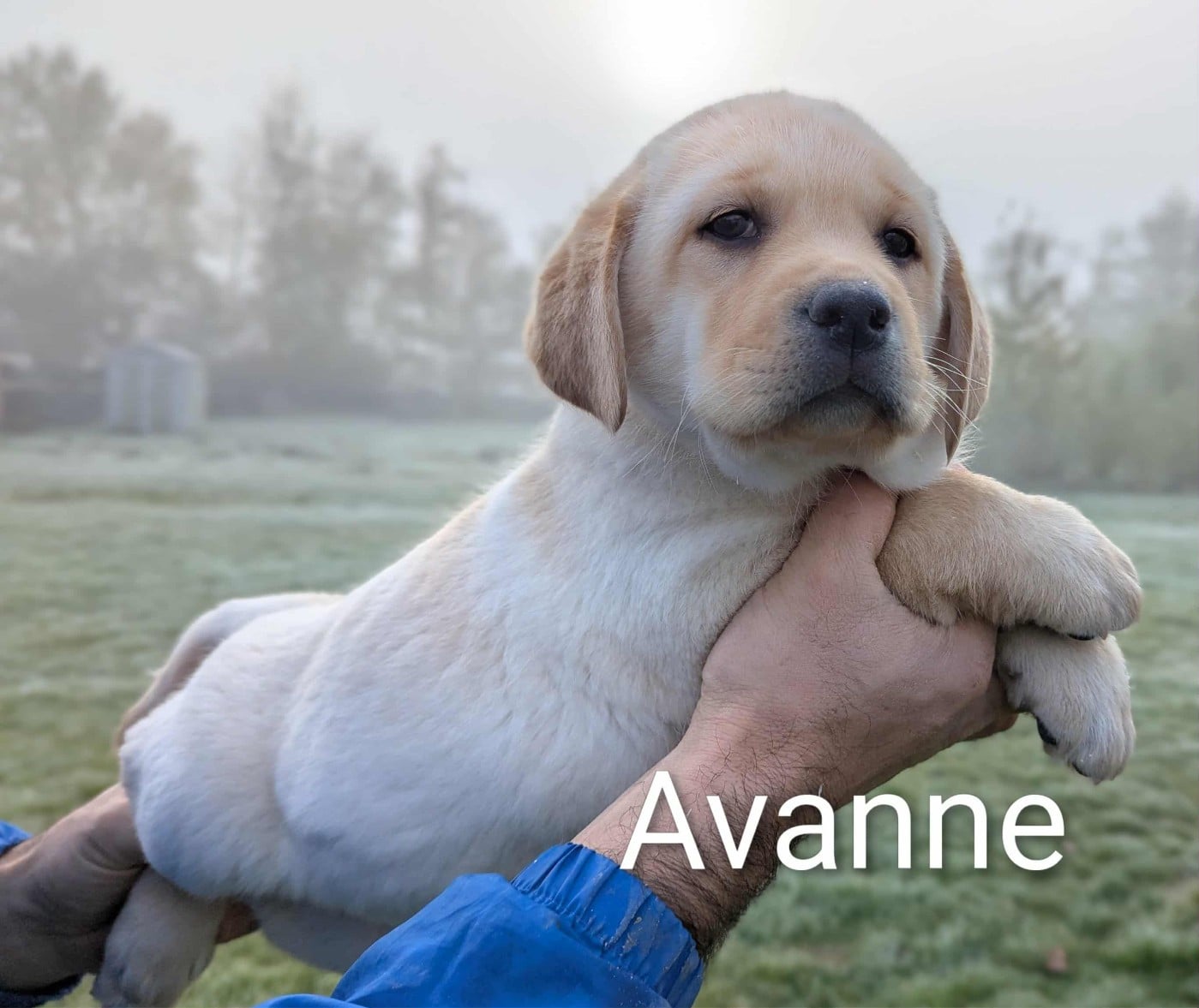 Avanne du Domaine Charlésien