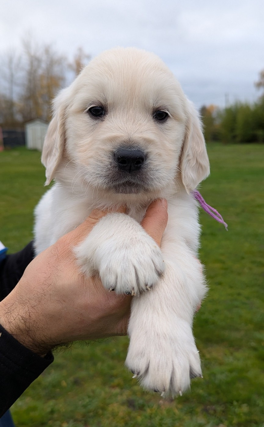 Mâle collier violet