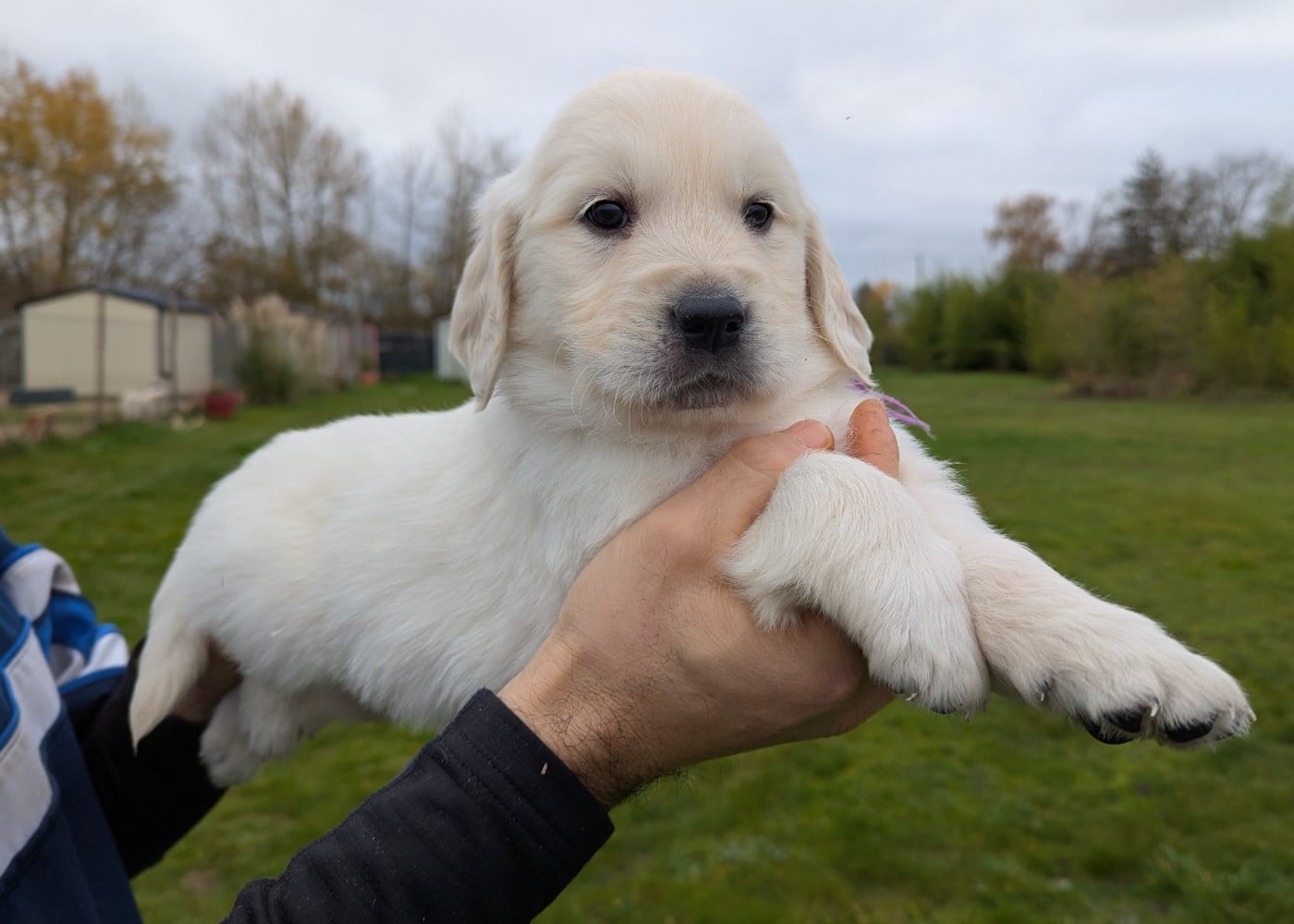 Mâle collier violet